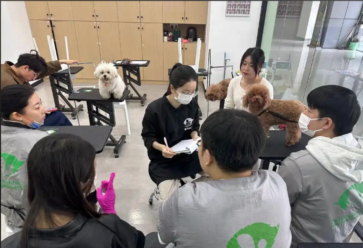菏泽市宠物美容学习宠物美容培训学校 - 哪里好